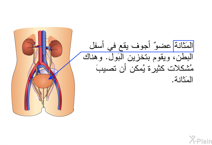 المَثانة عضوٌ أجوف يقع في أسفل البطن، ويقوم بتخزين البَول. وهناك مُشكلات كثيرة يُمكن أن تصيبَ المَثانة.