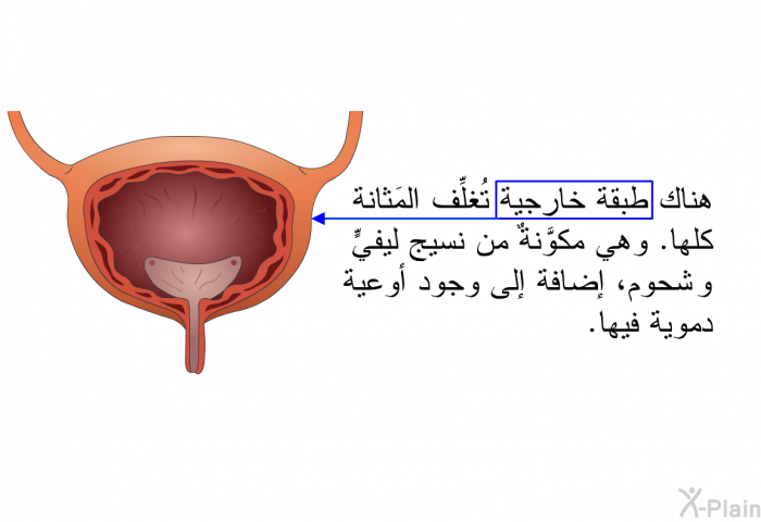 هناك طبقةٌ خارجية تُغلِّف المَثانة كلها. وهي مكوَّنةٌ من نسيجٍ ليفيٍّو شحوم، إضافة إلى وجود أوعية دموية فيها.