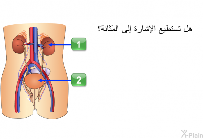 هل تستطيع الإشارة إلى المَثانة؟