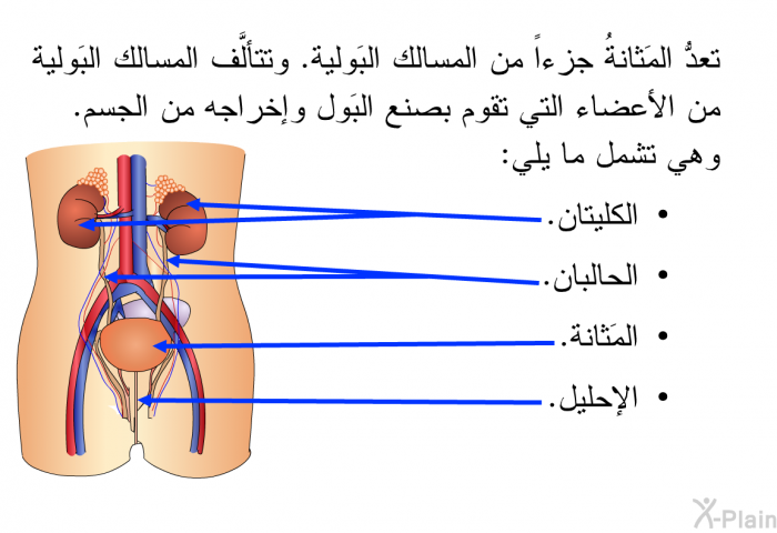 تعدُّ المَثانةُ جزءاً من المسالك البَولية. وتتألَّف المسالك البَولية من الأعضاء التي تقوم بصنع البَول وإخراجه من الجسم. وهي تشمل ما يلي:   الكليتان.  الحالبان.  المَثانة.  الإحليل.