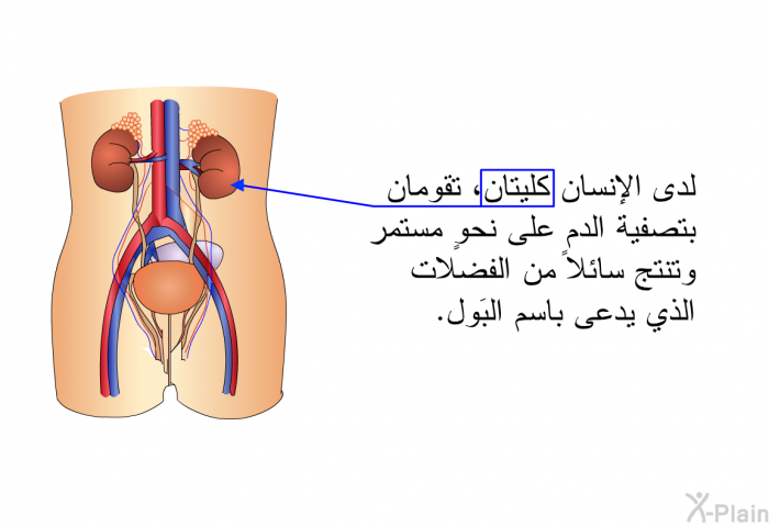 لدى الإنسان كليتان، تقومان بتصفية الدم على نحوٍ مستمر وتنتج سائلاً من الفضلات الذي يدعى باسم البَول.