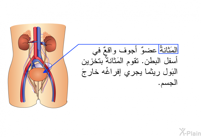 المَثانةُ عضوٌ أجوف واقعٌ في أسفل البطن. تقوم المَثانةُ بتخزين البَول ريثما يجري إفراغُه خارجَ الجسم.