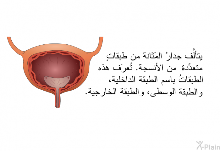 يتألَّف جدارُ المَثانة من طبقاتٍ متعدِّدة من الأنسجة. تُعرَف هذه الطبقاتُ باسم الطبقة الداخلية، والطبقة الوسطى، والطبقة الخارجية.