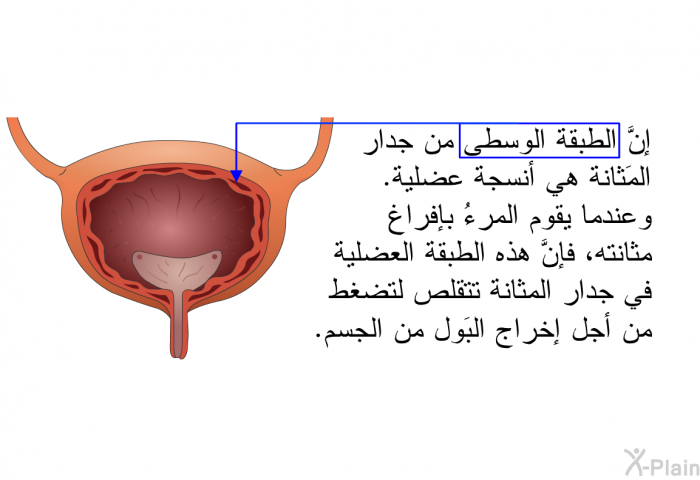 إنَّ الطبقة الوسطى من جدار المَثانة هي أنسجة عضلية. وعندما يقوم المرءُ بإفراغ مثانته، فإنَّ هذه الطبقة العضلية في جدار المثانة تتقلص لتضغط من أجل إخراج البَول من الجسم.