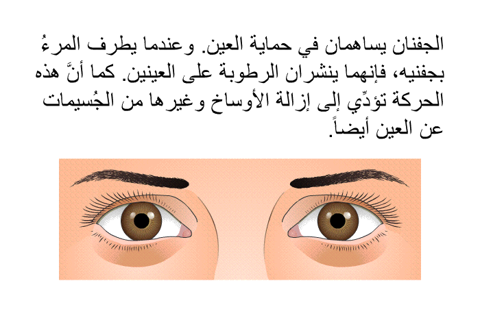 الجفنان يساهمان في حماية العين. وعندما يطرف المرءُ بجفنيه، فإنهما ينشران الرطوبة على العينين. كما أنَّ هذه الحركة تؤدِّي إلى إزالة الأوساخ وغيرها من الجُسيمات عن العين أيضاً.