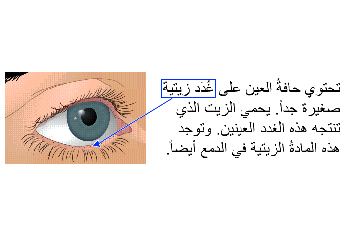 تحتوي حافةُ العين على غُدَد زيتية صغيرة جداً. يحمي الزيت الذي تنتجه هذه الغدد العينين. وتوجد هذه المادةُ الزيتية في الدمع أيضاً.