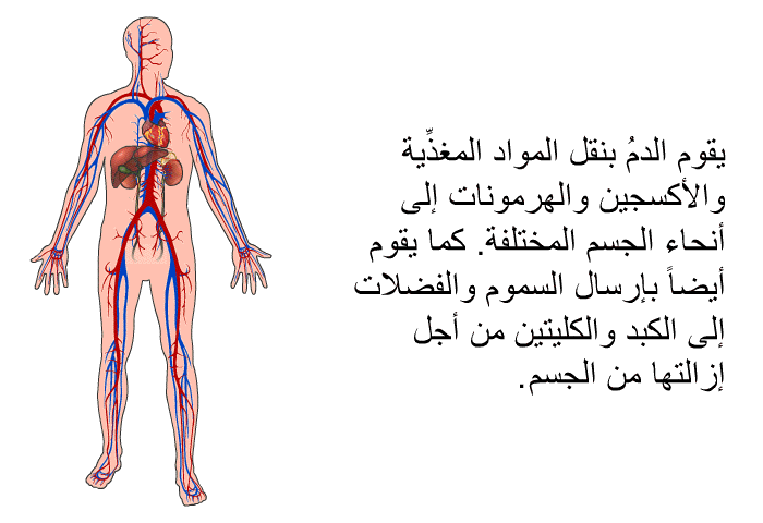 يقوم الدمُ بنقل المواد المغذِّية والأكسجين والهرمونات إلى أنحاء الجسم المختلفة. كما يقوم أيضاً بإرسال السموم والفضلات إلى الكبد والكليتين من أجل إزالتها من الجسم.