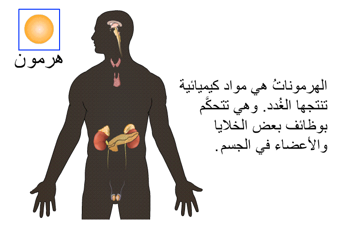 الهرموناتُ هي مواد كيميائية تنتجها الغُدد. وهي تتحكَّم بوظائف بعض الخلايا والأعضاء في الجسم.