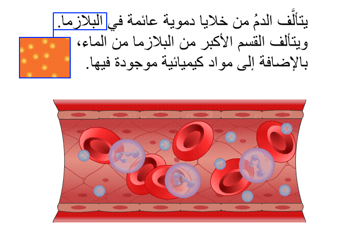 يتألَّف الدمُ من خلايا دموية عائمة في البلازما. ويتألف القسم الأكبر من البلازما من الماء، بالإضافة إلى مواد كيميائية موجودة فيها.