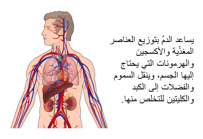 يساعد الدمُ بتوزيع العناصر المغذِّية والأكسجين والهرمونات التي يحتاج إليها الجسم، وينقل السموم والفضلات إلى الكبد والكليتين للتخلُّص منها<B>.</B>