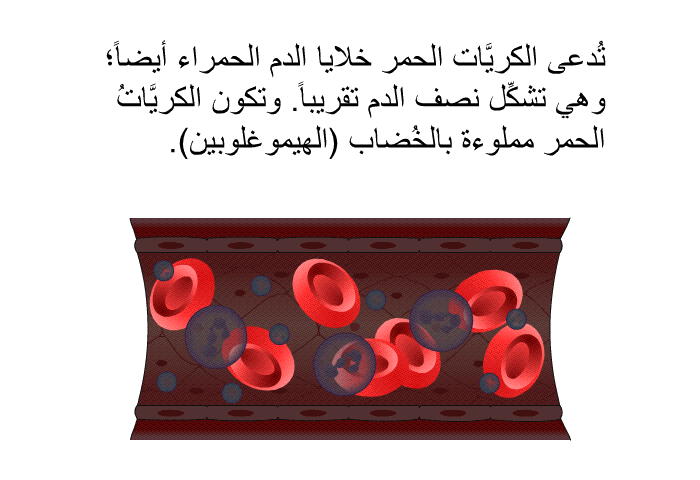 تُدعى الكريَّات الحمر خلايا الدم الحمراء أيضاً؛ وهي تشكِّل نصف الدم تقريباً. وتكون الكريَّاتُ الحمر مملوءة بالخُضاب (الهيموغلوبين).