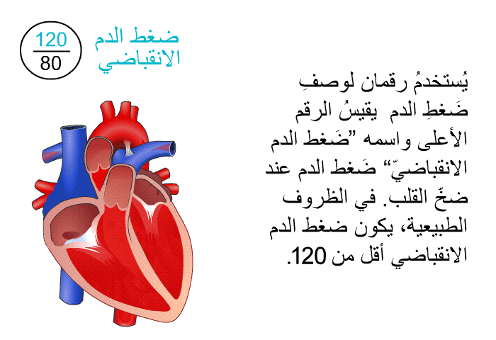 يُستخدمُ رقمان لوصفِ ضَغطِ الدم. يقيسُ الرقم الأعلى واسمه "ضَغط الدم الانقباضيّ" ضَغط الدم عند ضخّ القلب. في الظروف الطبيعية، يكون ضغط الدم الانقباضي أقل من 120.