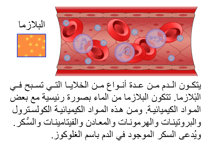 يتكون الدم من عدة أنواع من الخلايا التي تسبح في البْلازما. تتكون البلازما من الماء بصورة رئيسية مع بعض المواد الكيميائية. ومن هذه المواد الكيميائية الكولسترول والبروتينات والهرمونات والمعادن والفيتامينات والسُّكر. ويُدعى السكر الموجود في الدم باسم الغلوكوز.