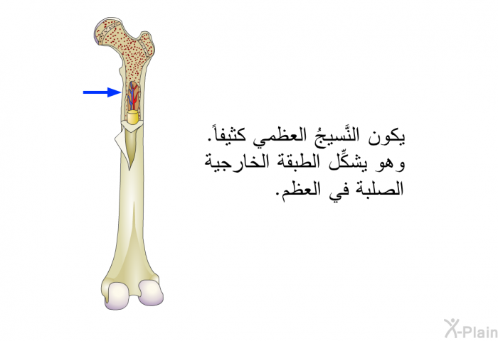 يكون النَّسيجُ العظمي كثيفاً. وهو يشكِّل الطبقة الخارجية الصلبة في العظم.