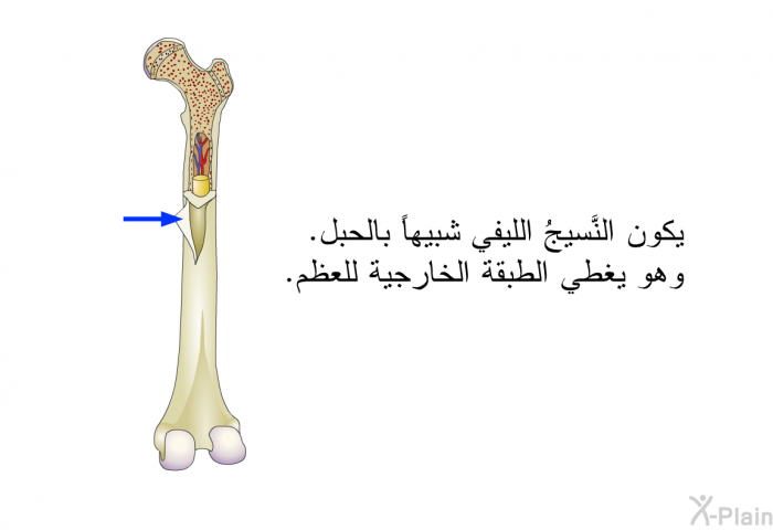 يكون النَّسيجُ الليفي شبيهاً بالحبل. وهو يغطِّي الطبقة الخارجية للعظم.