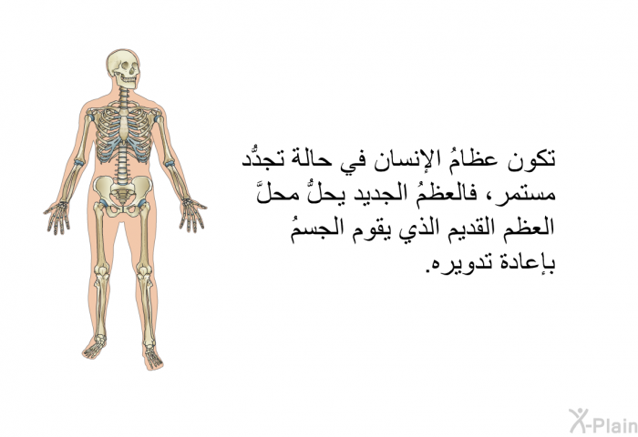 تكون عظامُ الإنسان في حالة تجدُّد مستمر، فالعظمُ الجديد يحلُّ محلَّ العظم القديم الذي يقوم الجسمُ بإعادة تدويره.