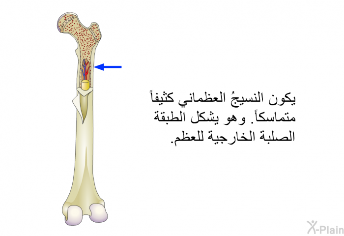يكون النسيجُ العظماني كثيفاً متماسكاً. وهو يشكل الطبقة الصلبة الخارجية للعظم.