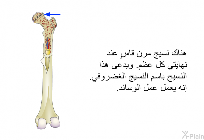 هناك نسيج مرن قاسٍ عند نهايتي كل عظم. ويدعى هذا النسيج باسم النسيج الغضروفي. إنه يعمل عمل الوسائد.