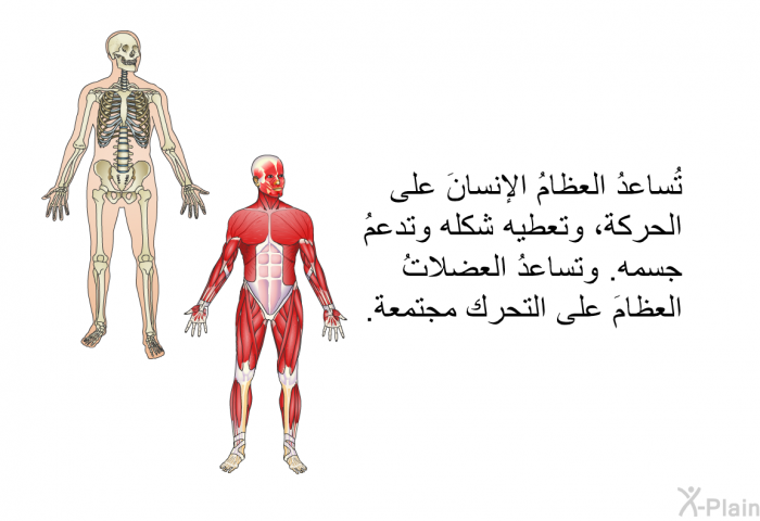 تُساعدُ العظامُ الإنسانَ على الحركة، وتعطيه شكله وتدعمُ جسمه. وتساعدُ العضلاتُ العظامَ على التحرك مجتمعة.