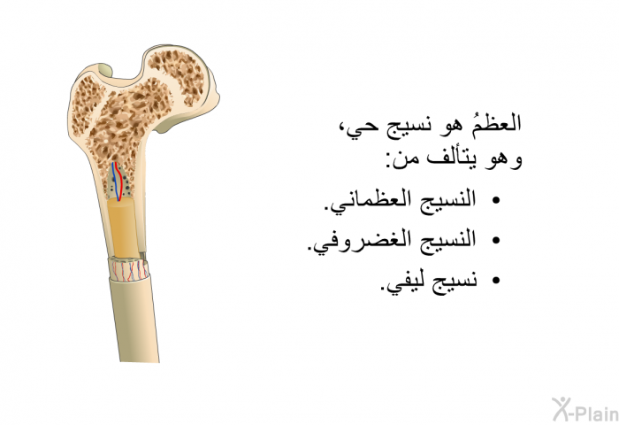 العظمُ هو نسيج حي، وهو يتألف من:  النسيج العظماني. النسيج الغضروفي. نسيج ليفي.