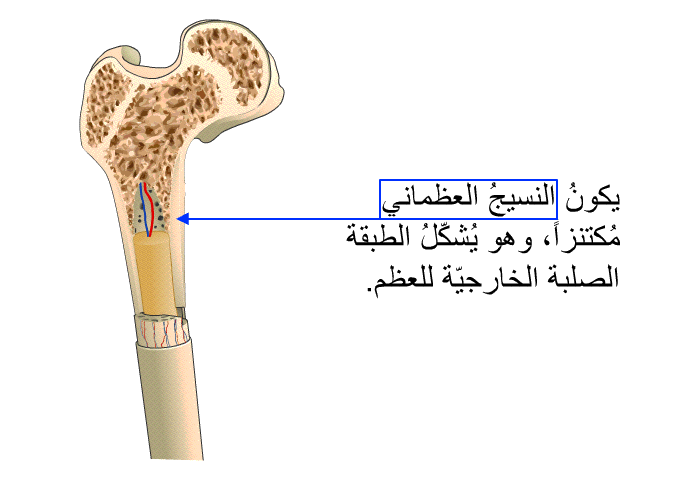 يكونُ النسيجُ العظماني مُكتنزاً، وهو يُشكّلُ الطبقة الصلبة الخارجيّة للعظم.