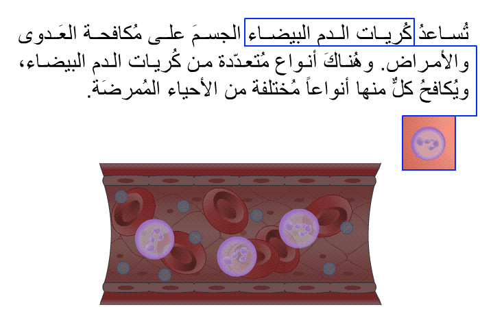 تُساعدُ كُريات الدم البيضاء الجسمَ على مُكافحة العَدوى والأمراض. وهُناكَ أنواع مُتعدّدة من كُريات الدم البيضاء، ويُكافحُ كلٌّ منها أنواعاً مُختلفة من الأحياء المُمرضَة.