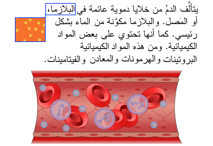 يتألَّف الدمُ من خلايا دموية عائِمة في البلازما، أو المَصل. والبلازما مكوَّنة من الماء بشكل رئيسي. كما أنها تحتوي على بعض المواد الكيميائية. ومن هذه المواد الكيميائية البروتيناتُ والهرمونات والمعادن والفيتامينات.