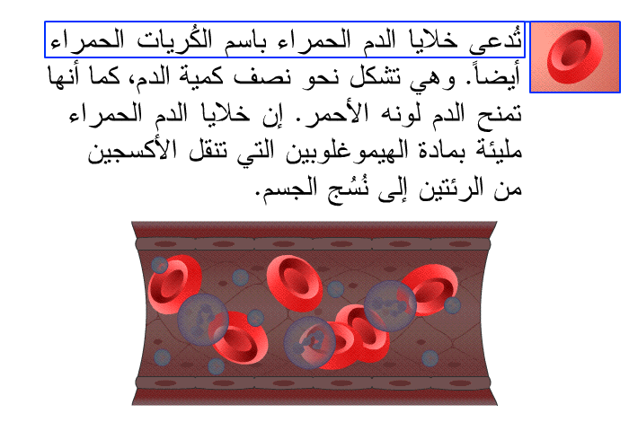 تُدعى خلايا الدم الحمراء باسم الكُريات الحمراء أيضاً. وهي تشكِّل نحو نصف كمية الدم، كما أنَّها تمنح الدم لونه الأحمر. إن خلايا الدم الحمراء مليئة بمادة الهيموغلوبين التي تنقل الأكسجين من الرئتين إلى نُسُج الجسم.