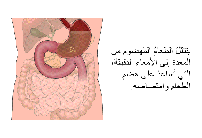 ينتقلُ الطعامُ المَهضوم من المعدة إلى الأمعاء الدقيقة، التي تُساعدُ على هضم الطعام وامتصاصه.