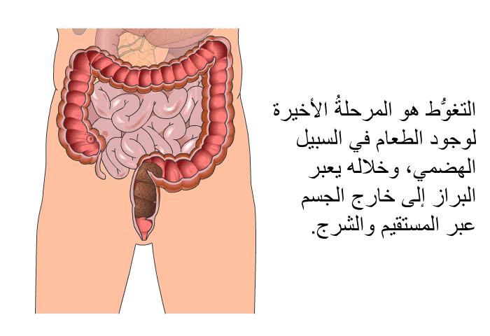 التغوُّطُ هو المرحلةُ الأخيرة لوجود الطعام في السبيل الهضمي، وخلاله يعبر البراز إلى خارج الجسم عبر المستقيم والشرج.