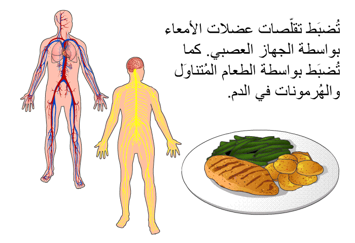تُضبَط تقلّصات عضلات الأمعاء بواسطة الجهاز العصبي. كما تُضبَط بواسطة الطعام المُتناوَل والهُرمونات في الدم.