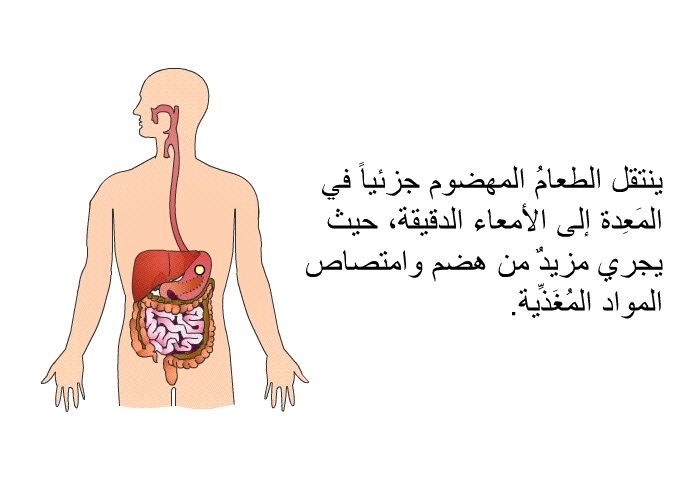 ينتقل الطعامُ المهضوم جزئياً في المَعِدة إلى الأمعاء الدقيقة، حيث يجري مزيدٌ من هضم وامتصاص المواد المُغَذِّية.