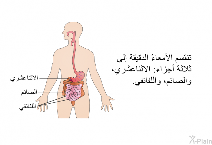 تنقسم الأمعاءُ الدقيقة إلى ثلاثة أجزاء: الاثناعشري، والصائم، واللفائفي.