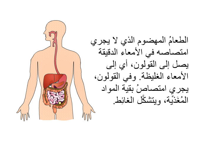 الطعامُ المهضوم الذي لا يجري امتصاصه في الأمعاء الدقيقة يصل إلى القولون، أي إلى الأمعاء الغليظة. وفي القولون، يجري امتصاصُ بقية المواد المُغَذِّية، ويتشكَّل الغائِط.