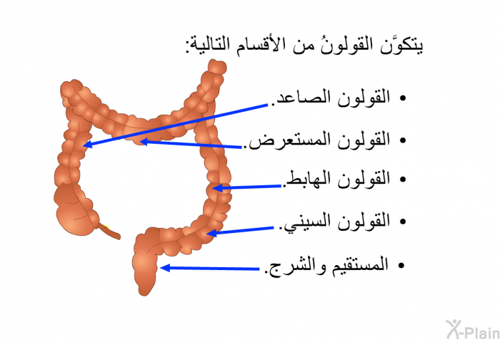 يتكوَّن القولونُ من الأقسام التالية:   القولون الصاعد.  القولون المستعرض.  القولون الهابط.  القولون السيني. المستقيم والشرج.