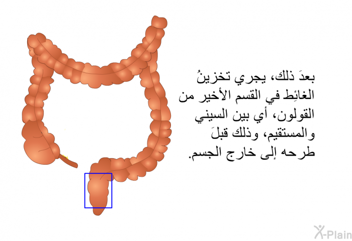 بعدَ ذلك، يجري تخزينُ الغائِط في القسم الأخير من القولون، أي بين السيني والمستقيم، وذلك قبلَ طرحه إلى خارج الجسم.