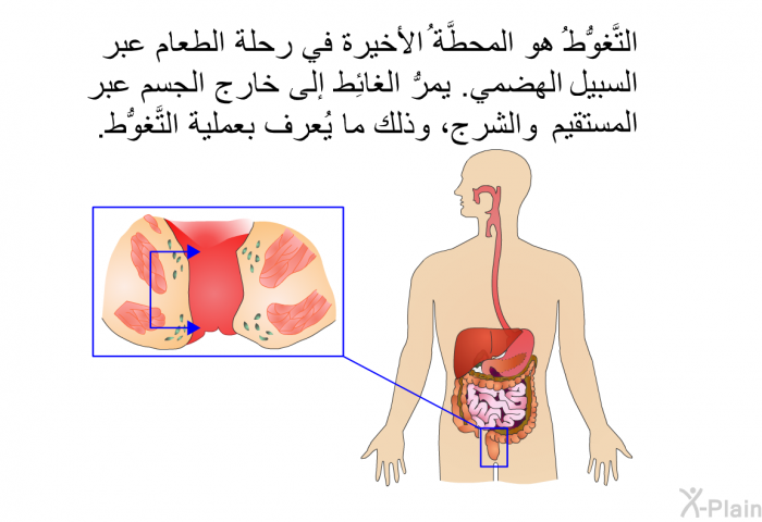 التَّغوُّطُ هو المحطَّةُ الأخيرة في رحلة الطعام عبر السبيل الهضمي. يمرُّ الغائِط إلى خارج الجسم عبر المستقيم والشرج، وذلك ما يُعرف بعملية التَّغوُّط.