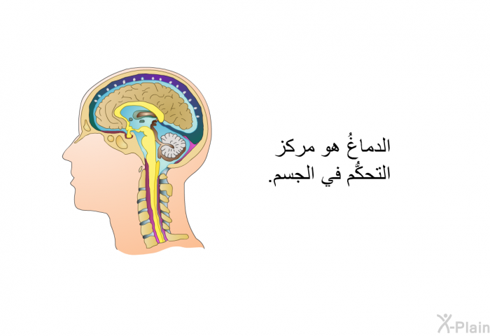 الدماغُ هو مركز التحكُّم في الجسم.