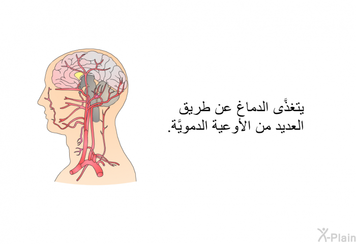يتغذَّى الدماغ عن طريق العديد من الأوعية الدمويَّة.