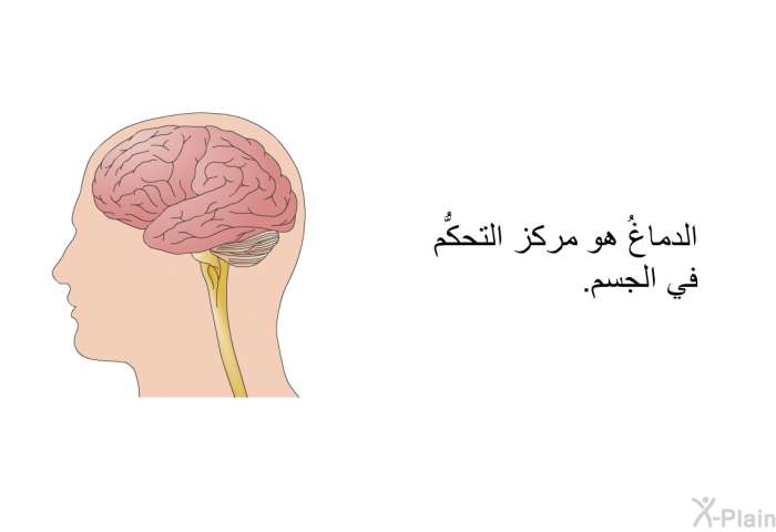 الدماغُ هو مركز التحكُّم في الجسم.