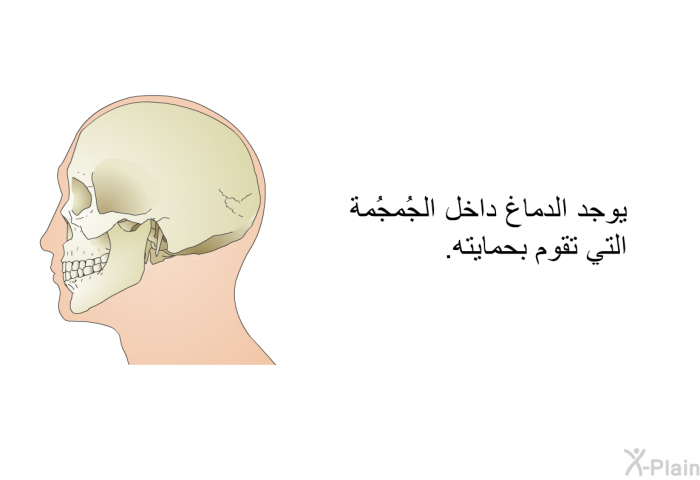 يوجد الدماغ داخل الجُمجُمة التي تقوم بحمايته.