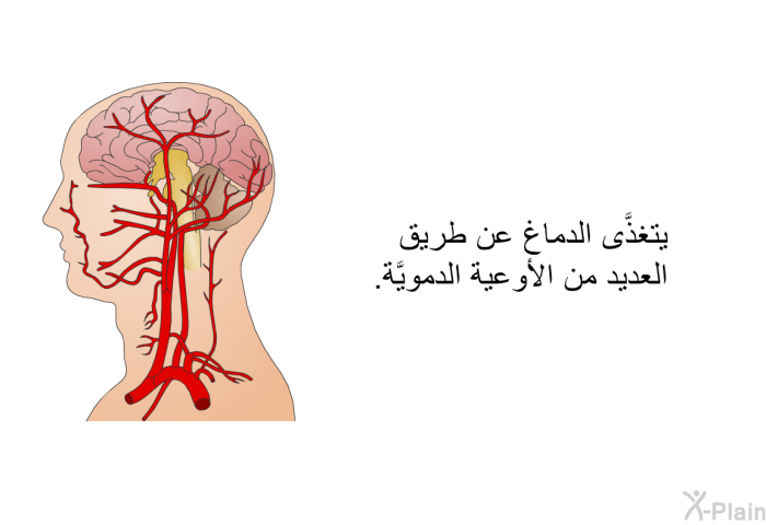 يتغذَّى الدماغ عن طريق العديد من الأوعية الدمويَّة.