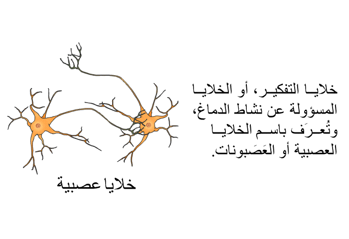 خلايا التفكير، أو الخلايا المسؤولة عن نشاط الدماغ، وتُعرَف باسم الخلايا العصبية أو العَصبونات.