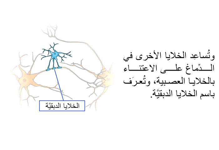 وتُساعِد الخلايا الأخرى في الدِّماغ على الاعتناء بالخلايا العصبية، وتُعرَف باسم الخلايا الدبقيَّة.