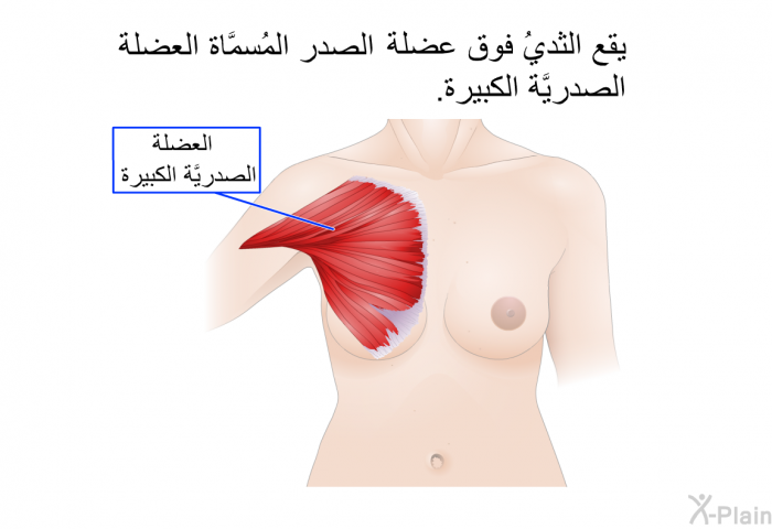 يقع الثديُ فوق عضلة الصدر المُسمَّاة العضلة الصدريَّة الكبيرة.