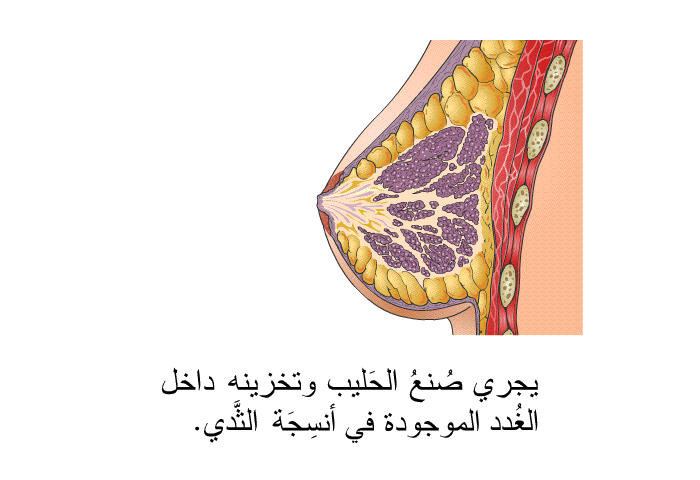 يجري صُنعُ الحَليب وتخزينه داخل الغُدد الموجودة في أنسِجَة الثَّدي.