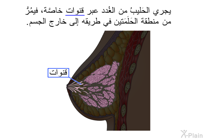 يجري الحَليبُ من الغُدد عبر قنوات خاصَّة، فيمُرُّ من منطقة الحلَمَتين في طريقه إلى خارج الجسم.