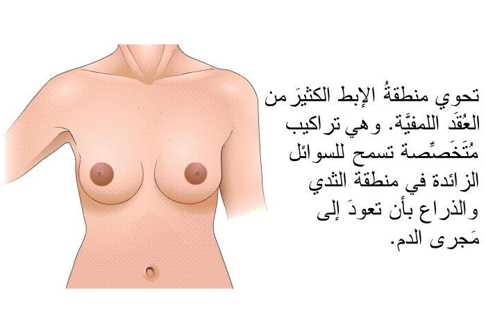 تحوي منطقةُ الإبط الكثيرَ من العُقَد اللمفيَّة. وهي تراكيب مُتَخَصِّصة تسمح للسوائل الزائدة في منطقة الثَّدي والذراع بأن تعودَ إلى مَجرى الدم.