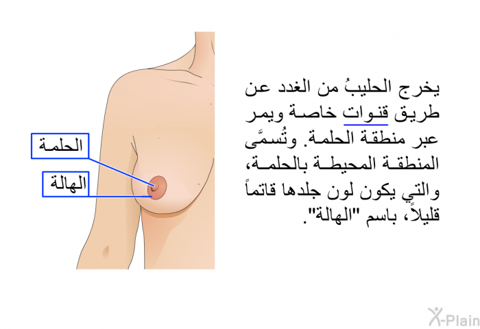 يخرج الحليبُ من الغدد عن طريق قنوات خاصة ويمر عبر منطقة الحلمة. وتُسمَّى المنطقة المحيطة بالحلمة، والتي يكون لون جلدها قاتماً قليلاً، باسم "الهالة".