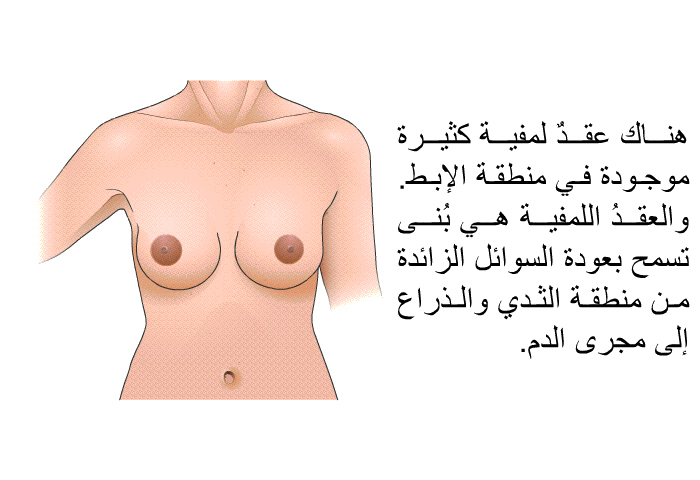 هناك عقدٌ لمفية كثيرة موجودة في منطقة الإبط. والعقدُ اللمفية هي بُنى تسمح بعودة السوائل الزائدة من منطقة الثدي والذراع إلى مجرى الدم.
